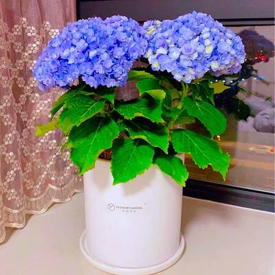 室内花卉大绣球花花苗八仙绣球花盆栽无尽夏四季好养开花庭院植物