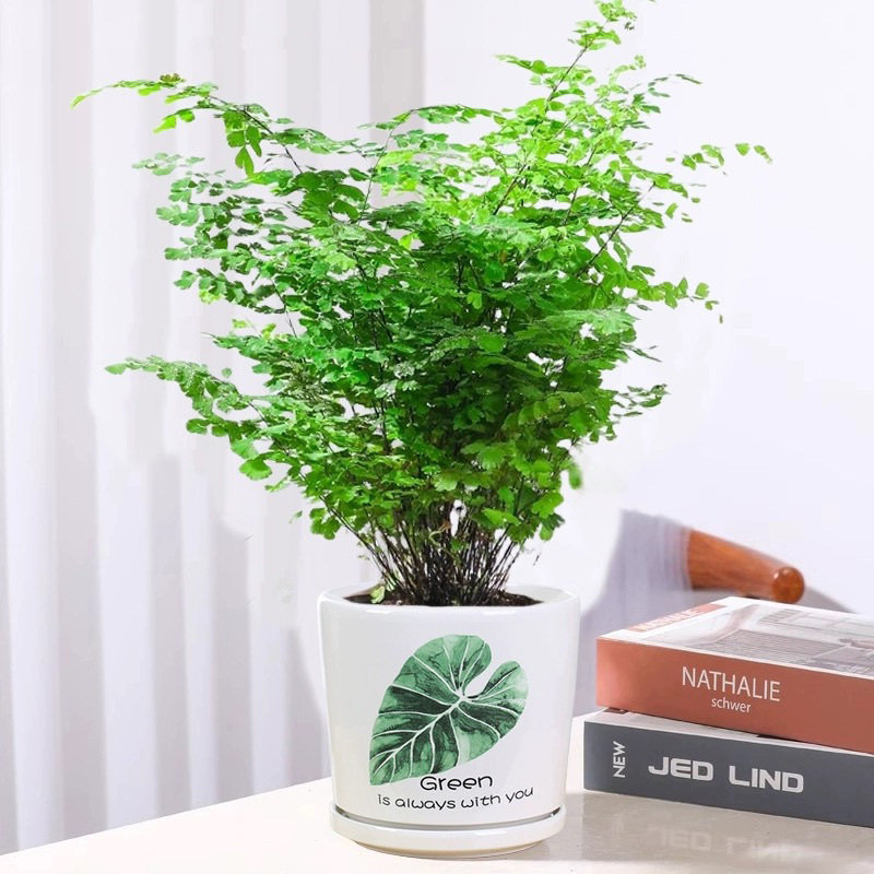 水培植物铁线蕨鸟巢蕨波斯顿蕨好养活室内绿植盆栽铁丝草客厅花卉