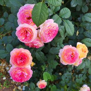 罗斯曼尼詹森复色月季花变色藤本特大庭院阳台爬藤蔷薇花多季