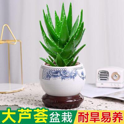 芦荟盆栽不夜城芦荟办公室桌面新款绿植懒人植物好养活好养