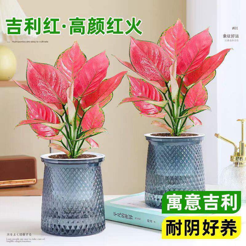 吉利红盆栽水培土培花卉如意皇后吸甲醛室内植物净化空气好养植物