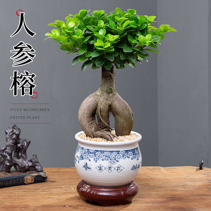 小叶榕树盆景室内盆栽绿植人参榕造型树桩桌面好养观叶小植物好养