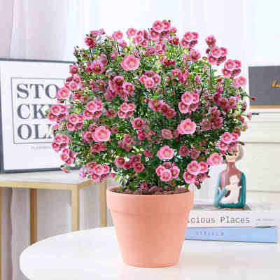 小木槿棒糖盆栽四季开花植