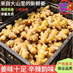 正宗新鲜老姜老黄姜生姜现挖农家母姜块月子姜辛辣整箱批发包邮