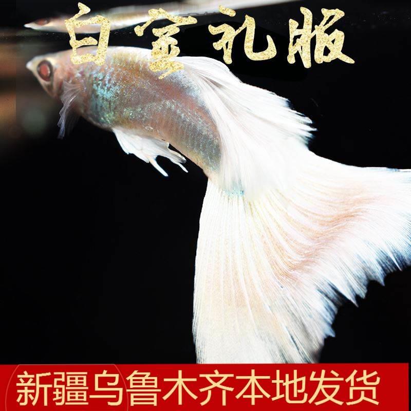 纯种孔雀鱼白金礼服 热带淡水小型观赏鱼胎生鱼临产怀孕母凤尾鱼