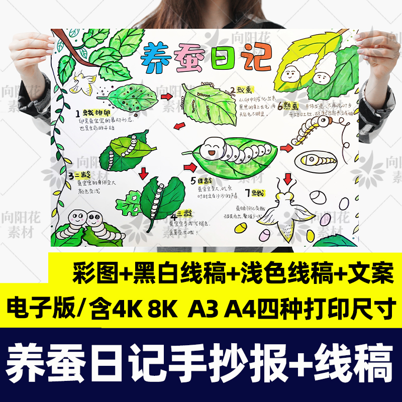 养蚕日记手抄报模板观察a3线稿a4电子版8k小报