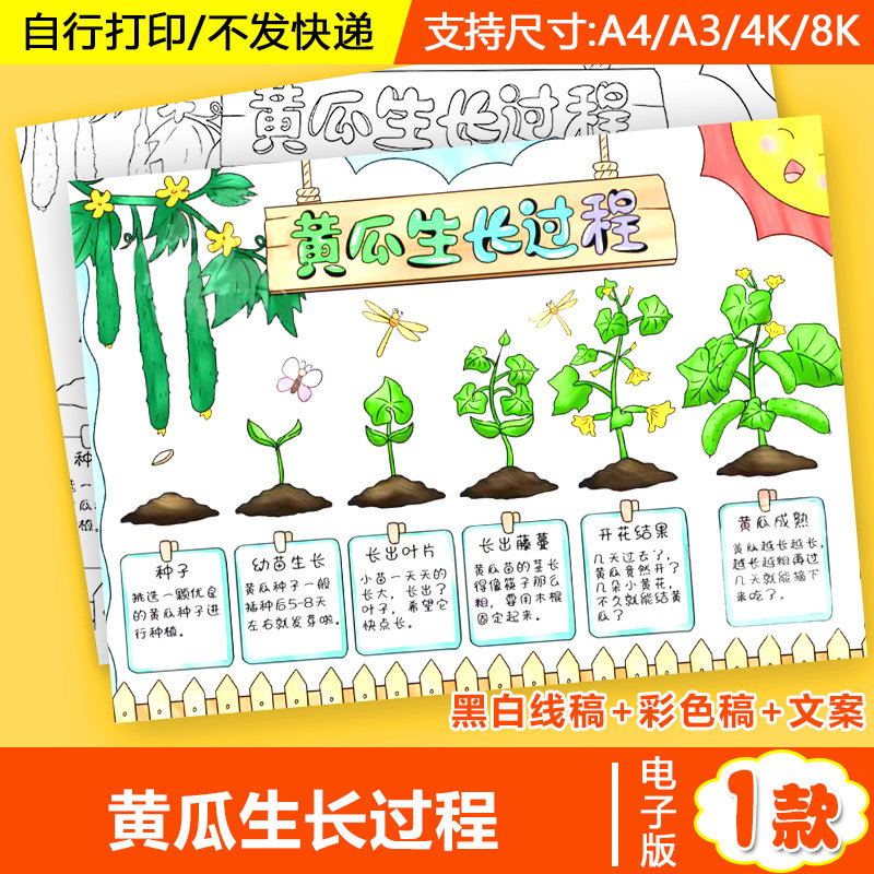 黄瓜生长过程成长记手抄报电子小学生植物蔬菜观察自然笔记线稿a4