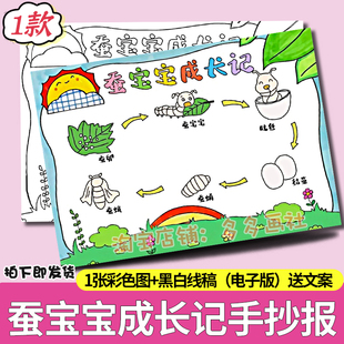 蚕宝宝成长记观察蚕的一生自然笔记电子版小报手抄报线稿8k儿童画