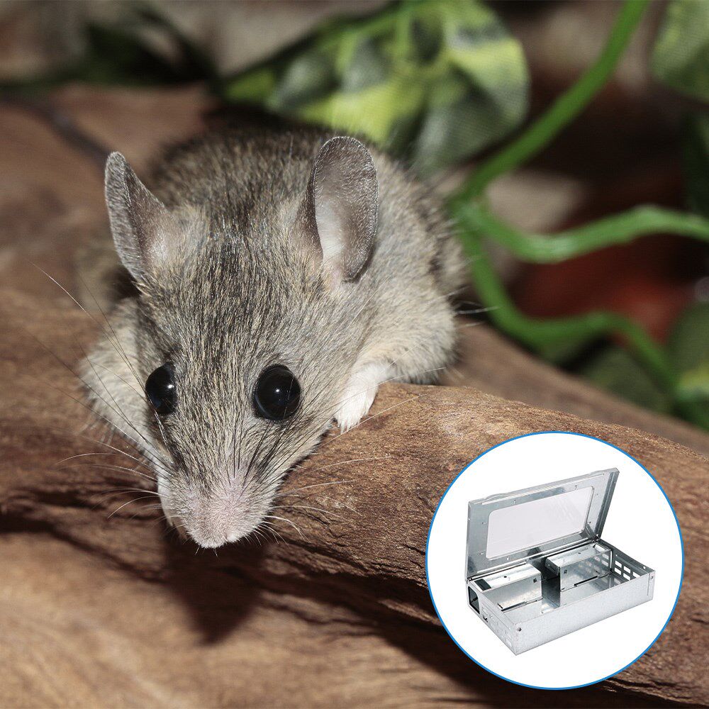 Mice Catcher Trap with Viewing Window 2pcs Mouse Traps Mice