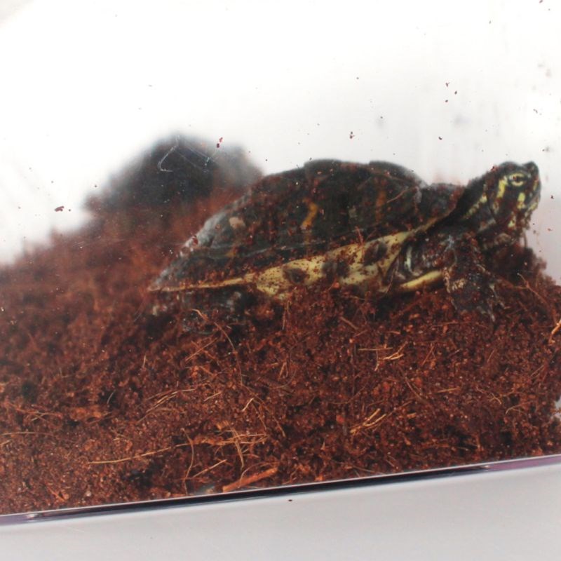Reptile Brick Coconut Natural Bedding Pad For Amphibians Rep