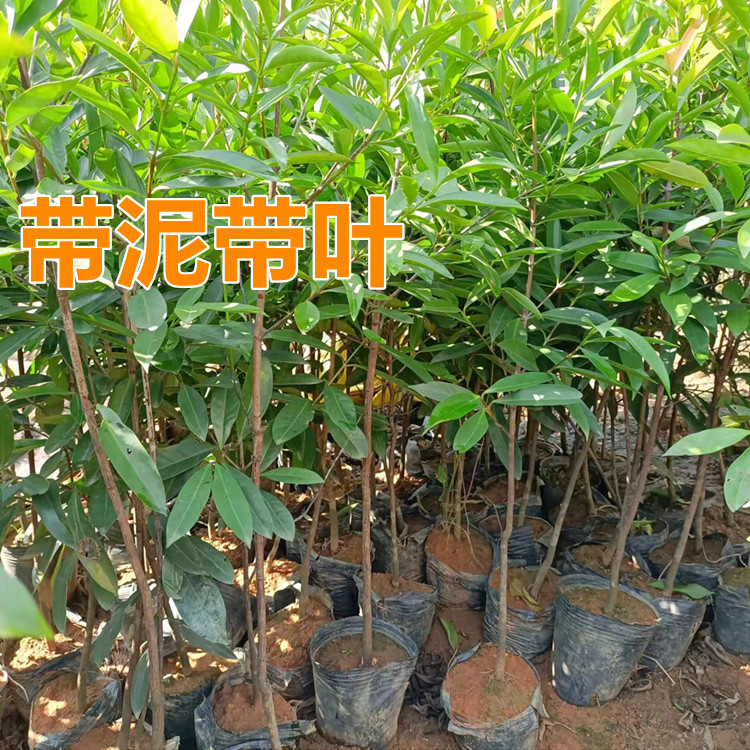 台湾阿恰恰山竹树苗 特大果岭南山竹嫁接苗 带泥带叶盆栽地栽南方图片