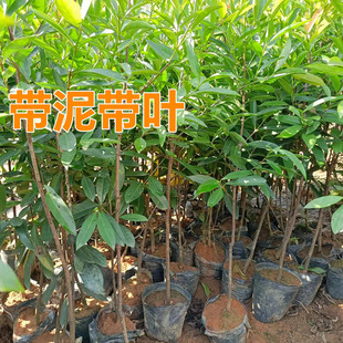 台湾阿恰恰山竹树苗 特大果岭南山竹嫁接苗 带泥带叶盆栽地栽南方