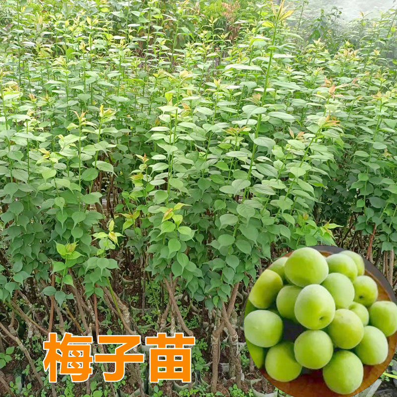 梅子树苗青梅苗良种嫁接带土带叶南北方盆栽地栽庭院种植当年结果