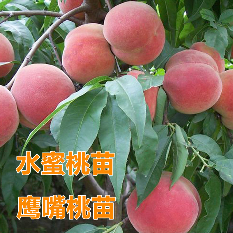 嫁接蜜甜桃子树苗特大果水蜜桃鹰嘴桃带土南北方盆栽地栽庭院种植