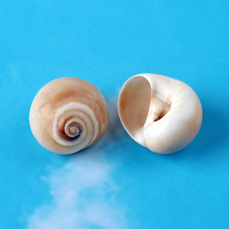 扁玉螺天然海螺香螺壳卷贝鱼寄居蟹替换壳猫眼螺鱼缸水族造景装饰