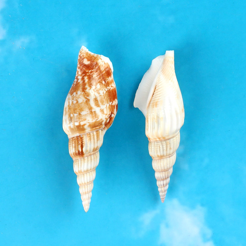 带凤螺天然海螺金斧螺水族馆鱼缸造景斧头螺家居地台装饰标本收藏