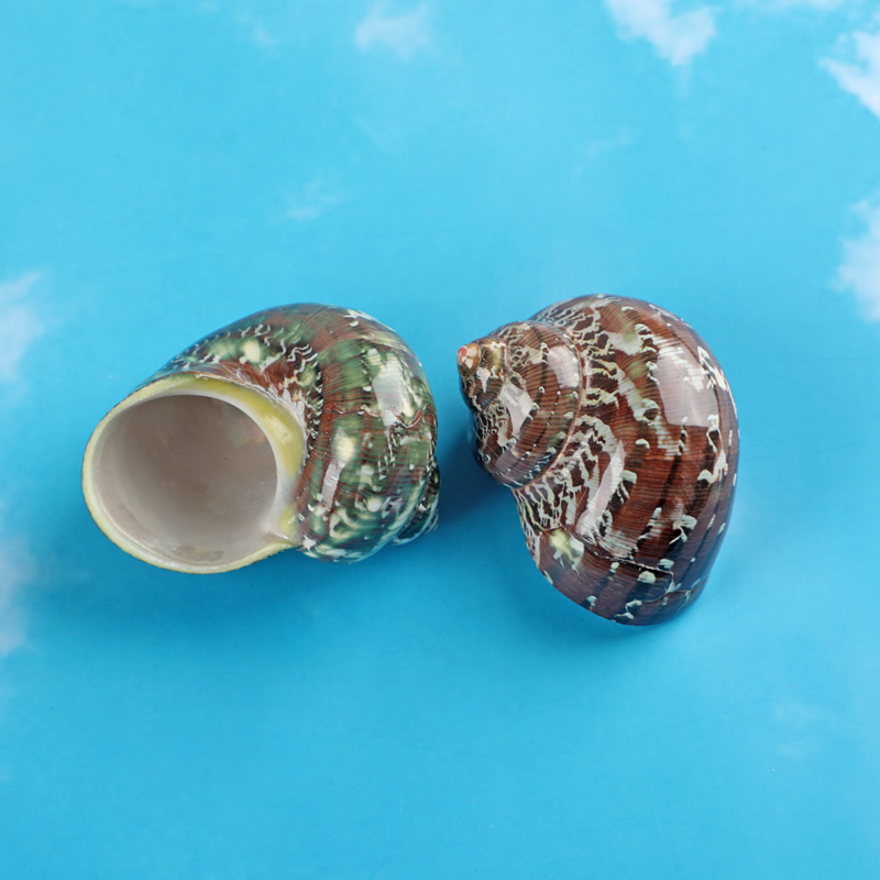 猫眼蝾螺天然海螺古文螺 卷贝鱼寄居蟹替换壳 鱼缸水族馆造景装饰