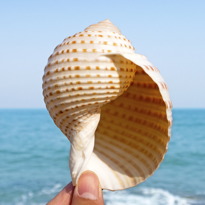 桶鹑螺天然海螺花点琴螺卷贝鱼繁殖壳多肉花盆鱼缸水族箱造景装饰