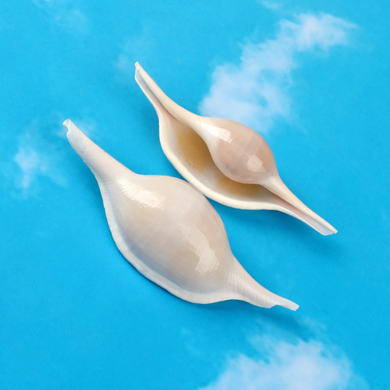 长菱角螺天然海螺长梭螺稀有标本收藏鱼缸水族造景家居装饰工艺品