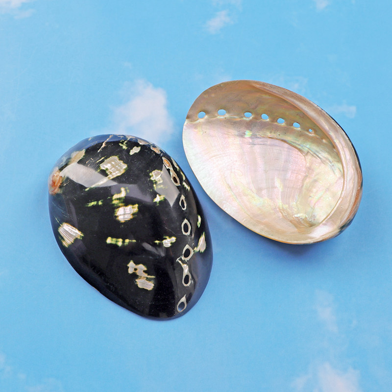 黑鲍螺壳天然稀有海螺贝壳鱼缸水族造景创意家居装饰摆件标本收藏