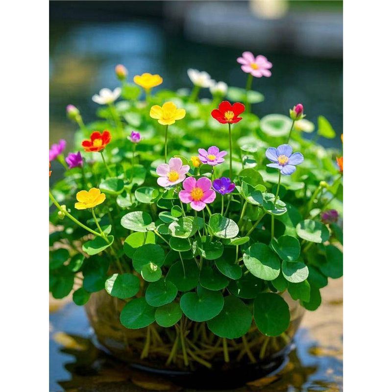 桌面招财铜钱草水培盆栽当年开花