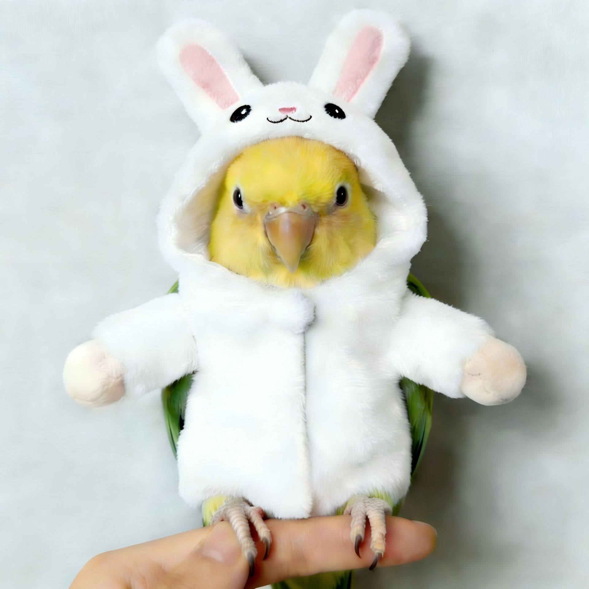 新款鹦鹉可爱萌系兔子毛绒服装秋冬季休闲保暖装扮宠物服饰,宠物/宠物食品及用品,宠物周边及其他,淘宝优惠券,粉丝福利购,淘宝优惠卷