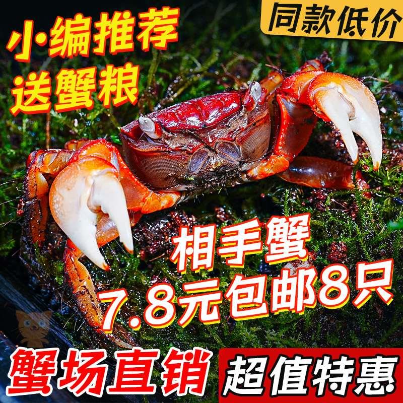 红鳌相手蟹宠物小螃蟹活体爬宠鱼缸观赏蟹深水蟹原生淡水蟹将军蟹