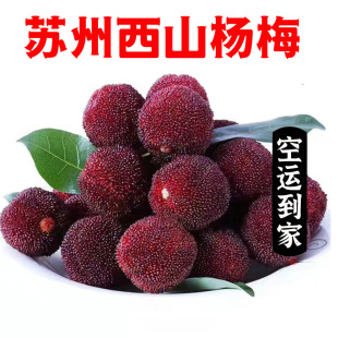 苏州东山杨梅【送货到家】现摘杨梅孕妇水果
