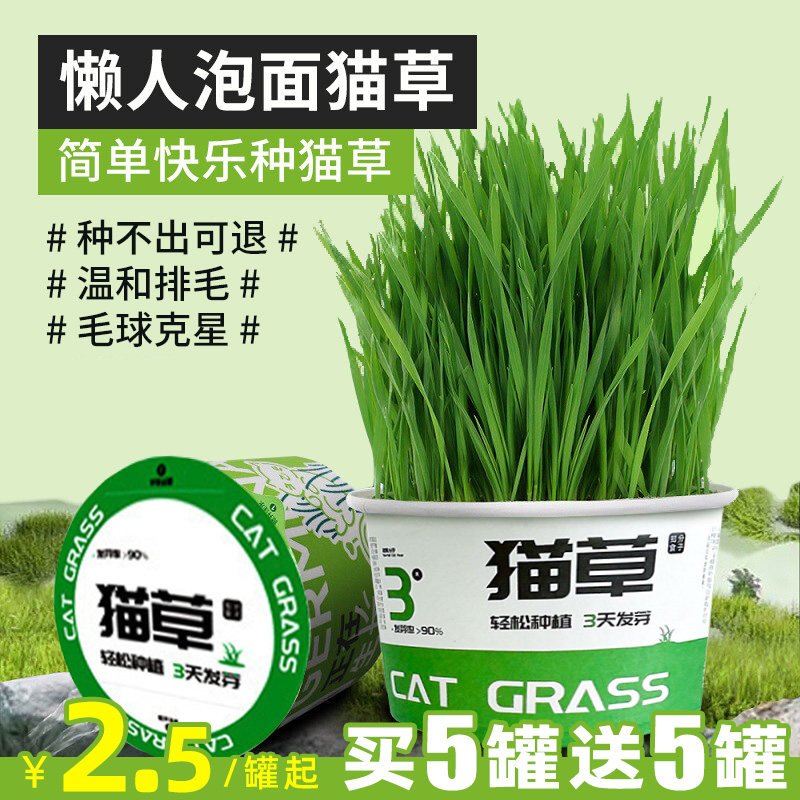 猫咪懒人泡面猫草宠物用品盆栽小猫专用化毛温和非薄荷冻干幼