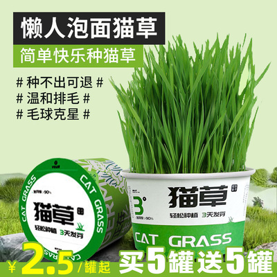 猫咪懒人泡面猫草宠物用品