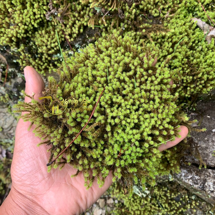 秦岭遇水则活野蛮生长苔藓花盆面装饰土壤表面覆盖造景用野蛮生长