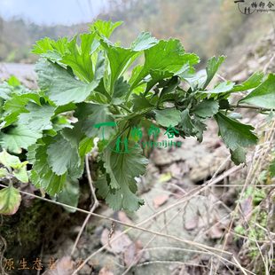 秦岭大山区土山货药食同源齐头蒿野外土山货牡蒿土柴胡现货