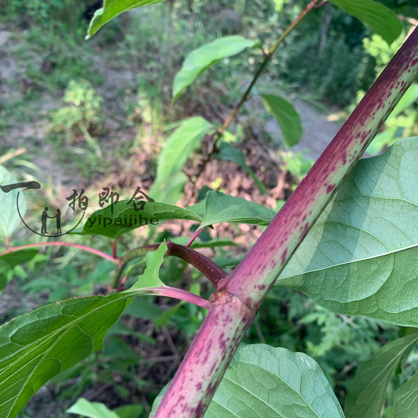 秦岭山区酸桐杆虎杖药食同源好货干货陕南山货天然晾晒易保存