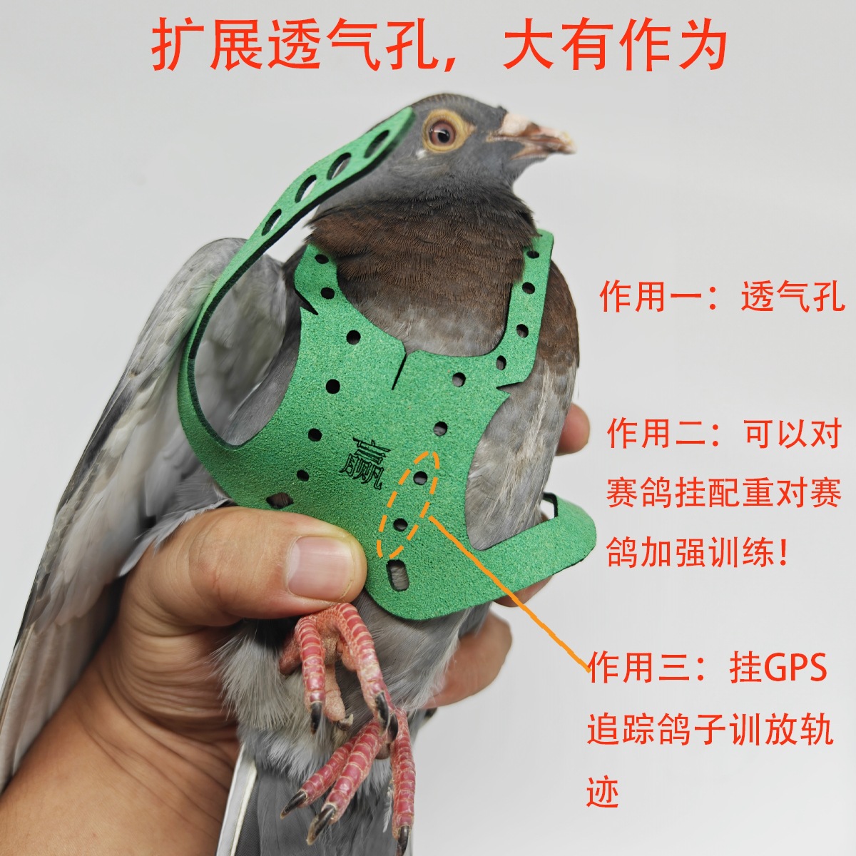 ly鸽子放飞绳信鸽放飞牵引赛鸽负重训练溜鸽子遛鸟鸽子用具用品