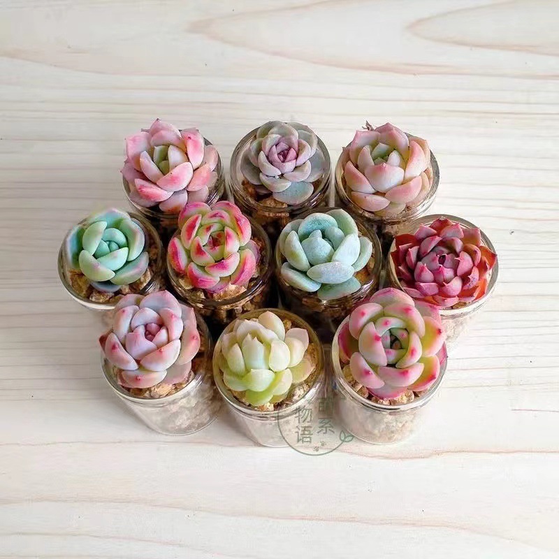 玻璃瓶栽小多肉diy种植网红爆款治愈系创意植物迷你拇指懒人盆栽