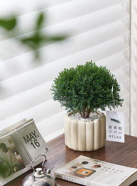 雾松盆栽小清新室内客厅放青松绿植办公室轻松植物懒人好养