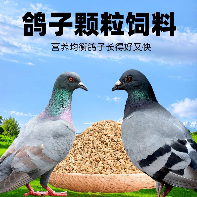 鸽子饲料肉鸽家鸽高蛋白颗粒饲料