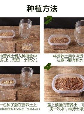 grass  planting set  snacks to hair ball barley