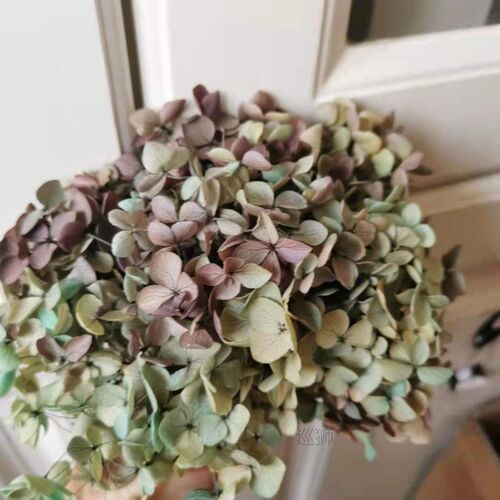 20g/lot,High quality Preserved Anna Hydrangea flower,Nature