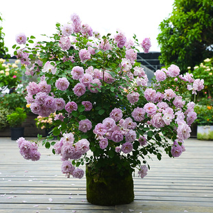 海蒂的花园蓝色阴雨爬藤月季四季阳台庭院垂吊花卉植物盆栽花苗