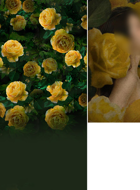 少女玫瑰的故事同款黄色玫瑰影楼婚纱摄影背景布个性创新影棚室内复古写真影棚影楼人像产品MH-1537