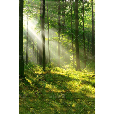 清晨阳光森林风景写真拍照背景布儿童摄影写真新款室外春季抖音直播户外氛围感高级感森林拍照背景纸MH-3262