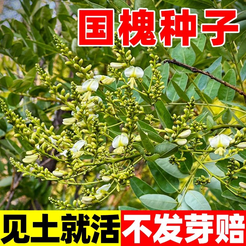 新采国槐种子红花国槐树种子黄花槐速生槐刺槐种子紫穗槐刺槐树籽