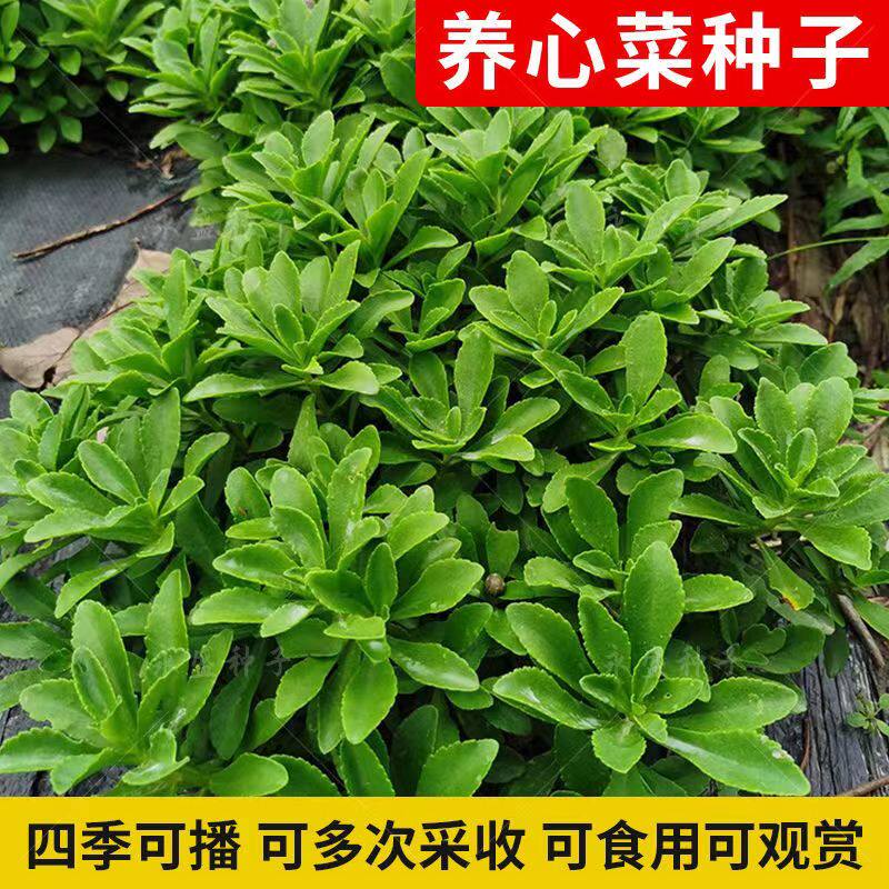 养心菜救心菜种子高钙蔬菜野菜种籽三七费菜阳台四季春秋蔬菜种