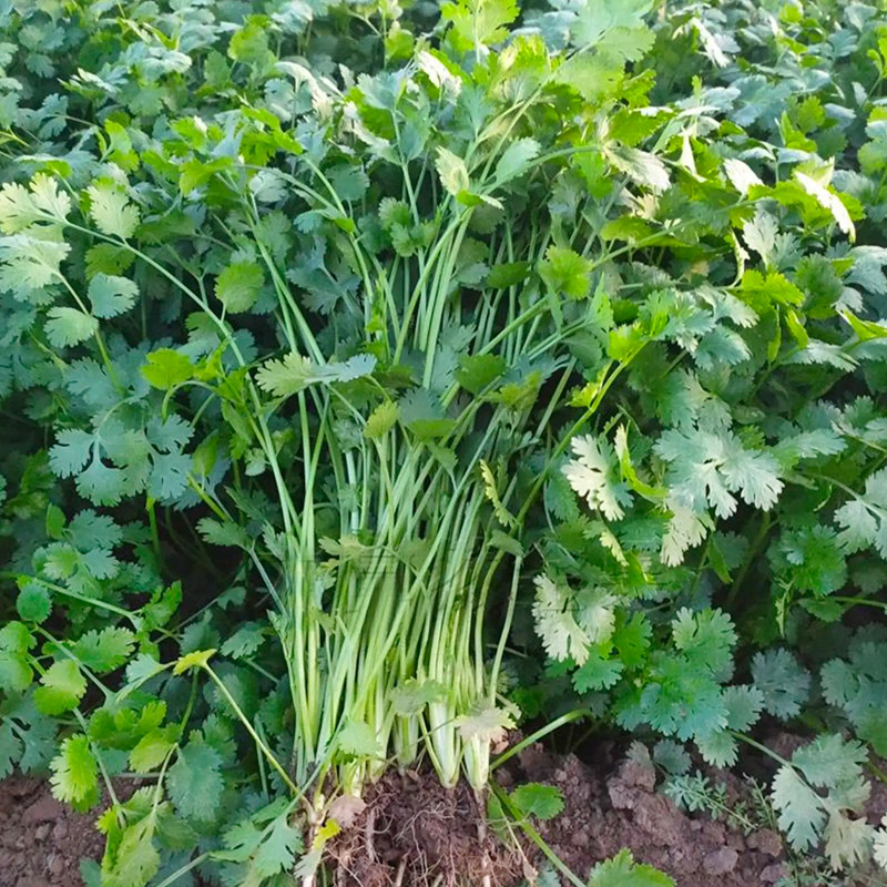 小叶香菜种子四季阳台盆栽蔬菜种孑大叶芫荽土香菜籽农家香菜种籽