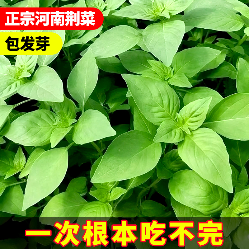 荆芥菜种籽河南大叶金苋菜荆棘蔬菜种子孑四季播种菜籽空心菜种籽