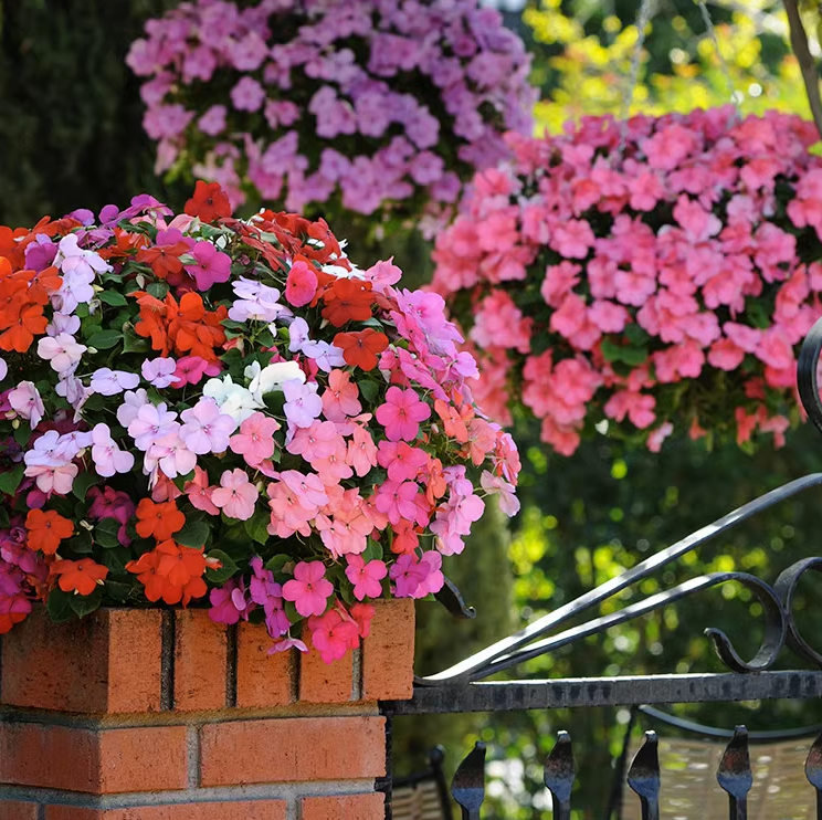 非洲凤仙种子粒何氏苏丹凤仙花籽沃勒玻璃翠室外阳台盆栽春播