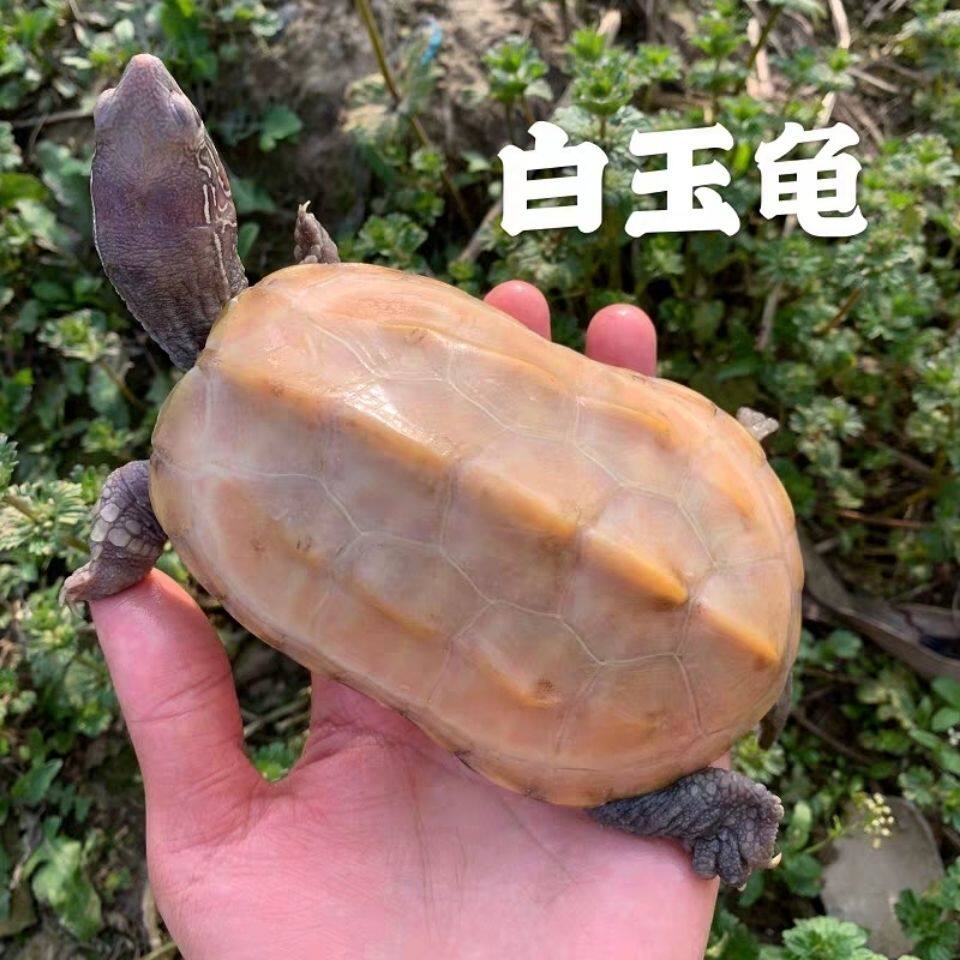 精品纯种白玉龟白化观赏外塘中华草龟变异变种宠物活体活物小乌龟