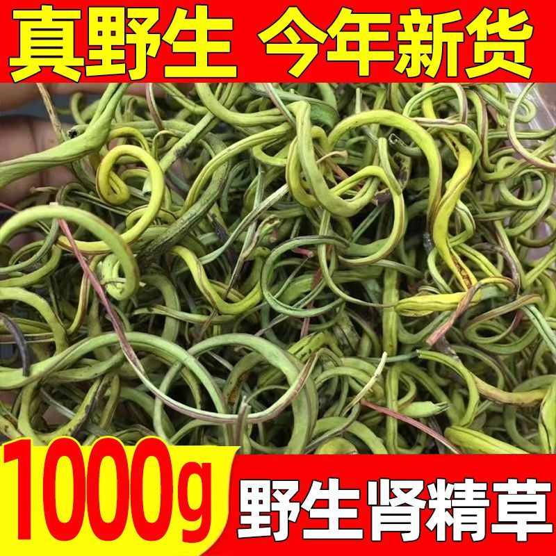 肾经茶支棱草东北长白山野生肾精草茶化石草石韦草非特级250g克男