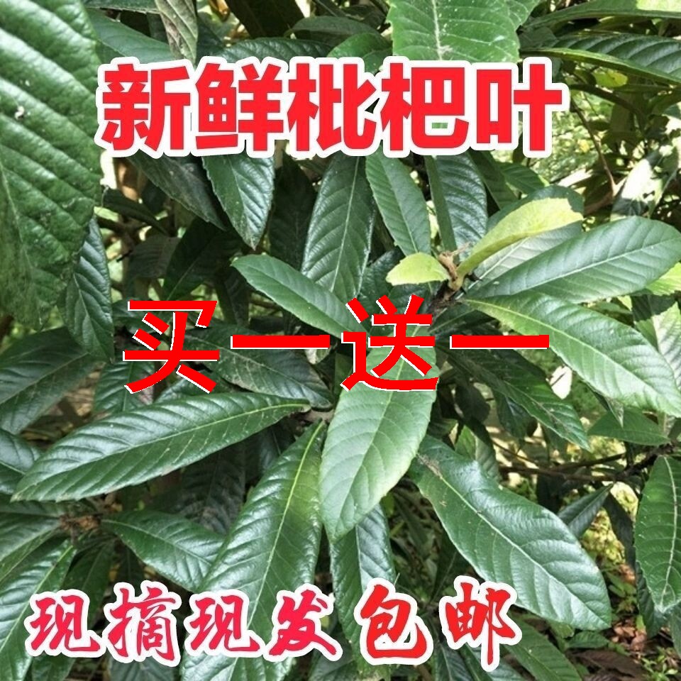 枇杷叶新鲜500g克煮水老枇杷叶现摘琵琶叶茶中药材无农药可食用